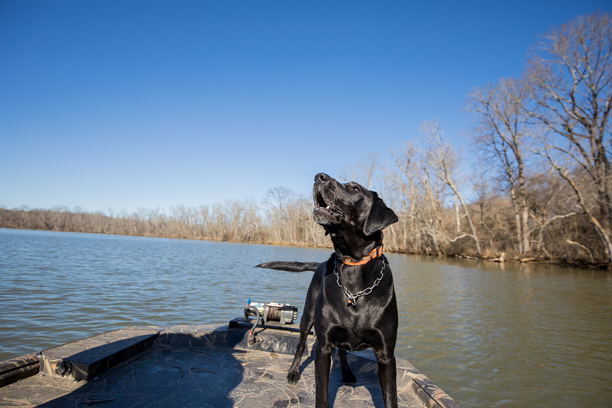 K9 Bailey alertando sobre el olor en el agua.