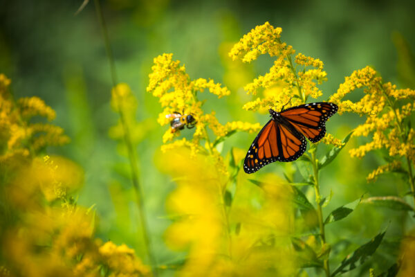 Una imagen de una mariposa monarca y una abeja alimentándose de pequeñas flores amarillas en un prado de flores silvestres.