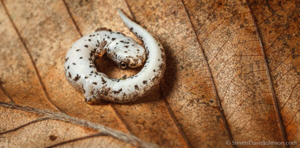 Una imagen de la salamandra de cuatro dedos