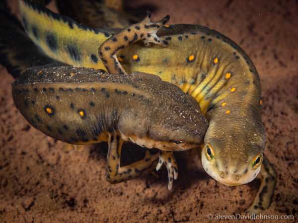Una imagen del tritón de manchas rojas