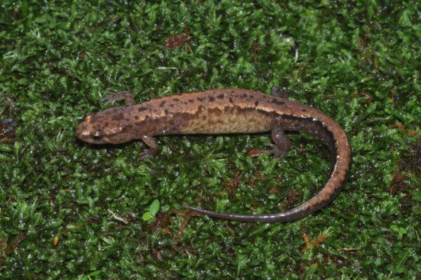 Una imagen de Blue Ridge Dusky Salamander