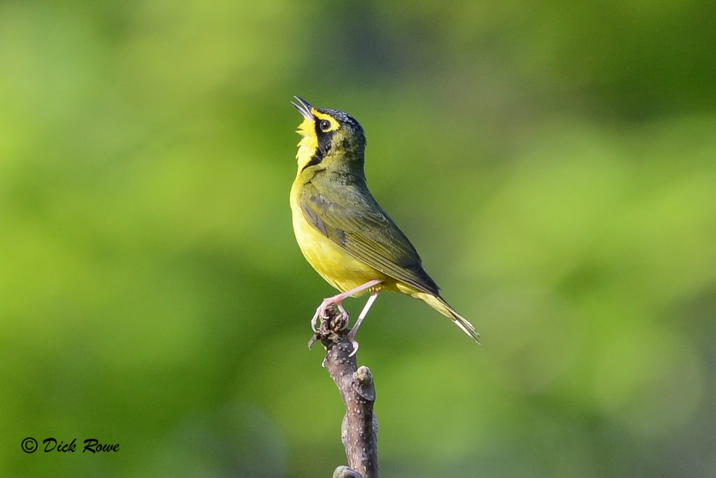Una imagen de una curruca de Kentucky en una rama