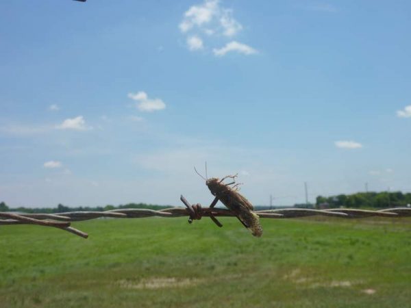 Una imagen de un saltamontes empalado en alambre de púas; una presa común de alcaudón boba