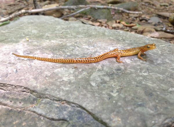 Una imagen de la salamandra de cola larga oriental