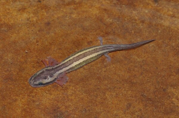 Una imagen de Common Mudpuppy