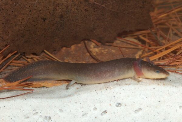 Una imagen de Dwarf Waterdog