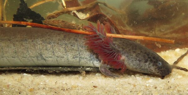 Una imagen de la sirena menor oriental