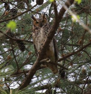Una imagen de un gran búho posado en la rama de un árbol