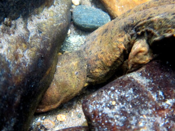 Un macho de Hellbender Oriental que actúa como "maestro de la guarida" mordiendo la cabeza de otro macho que invade su nido.