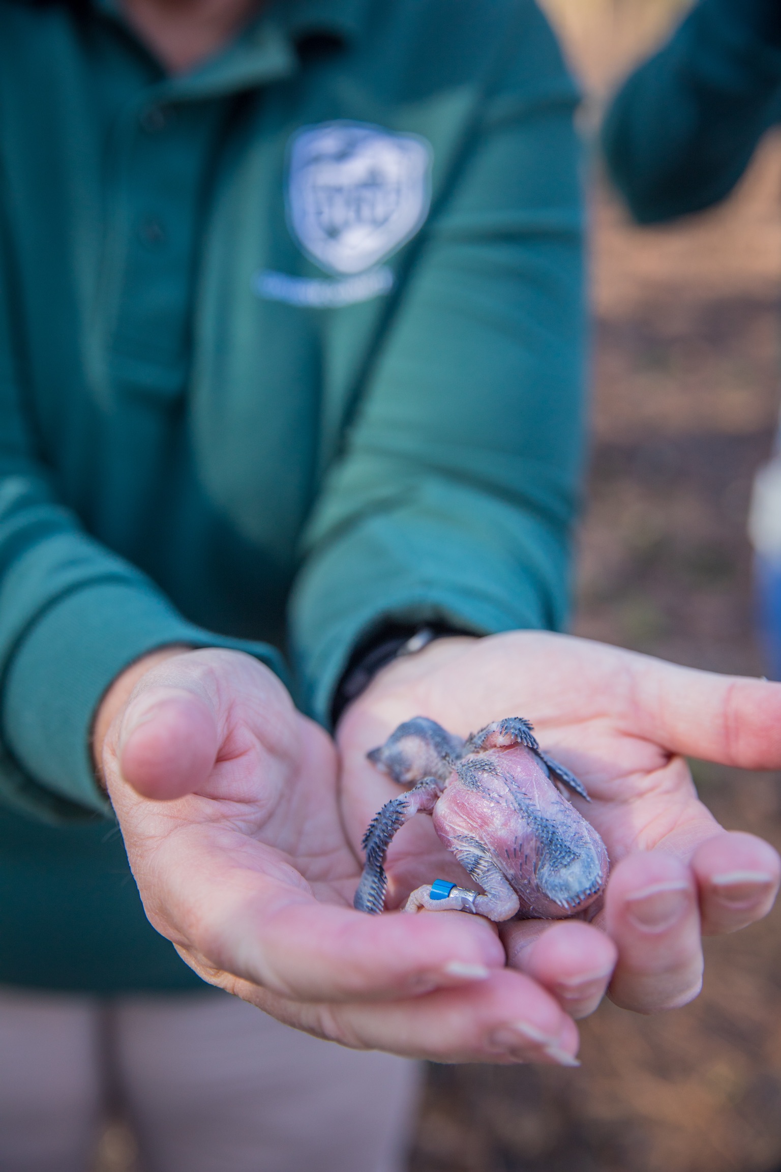 El polluelo anillado