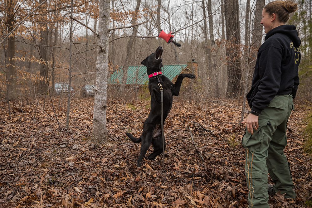 Grace the Black labrador, jugando con un juguete rojo después de un exitoso ejercicio de rastreo