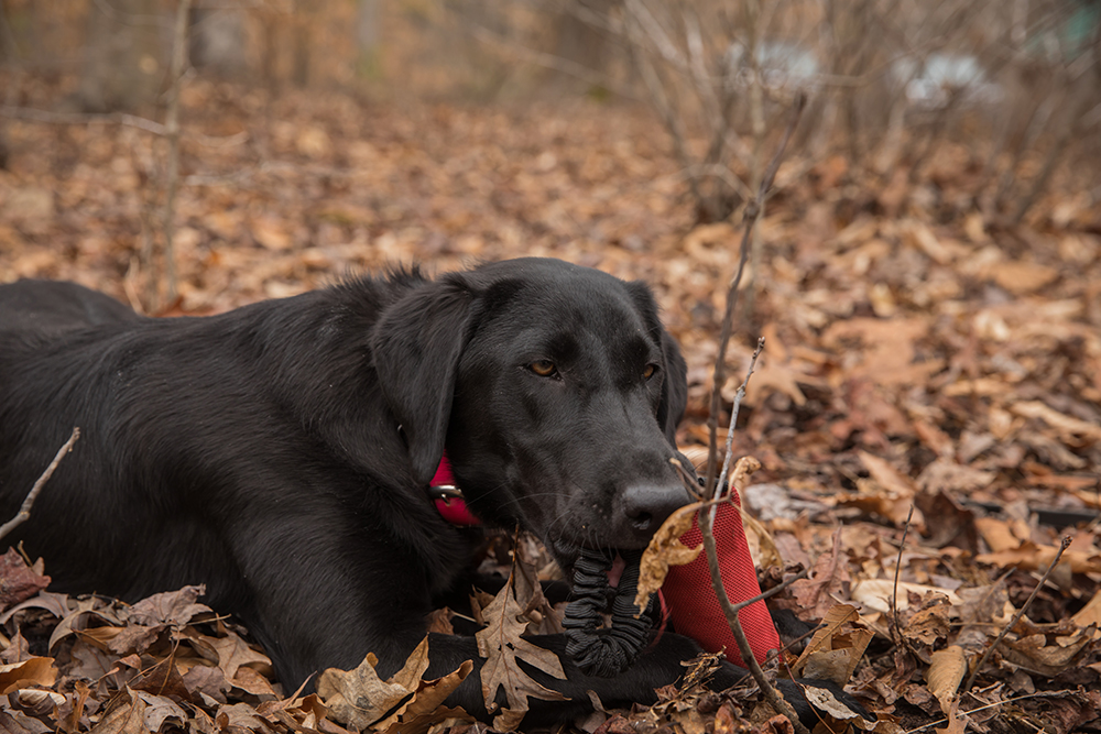 Labradora negra Grace jugando con un juguete rojo después de completar su ejercicio