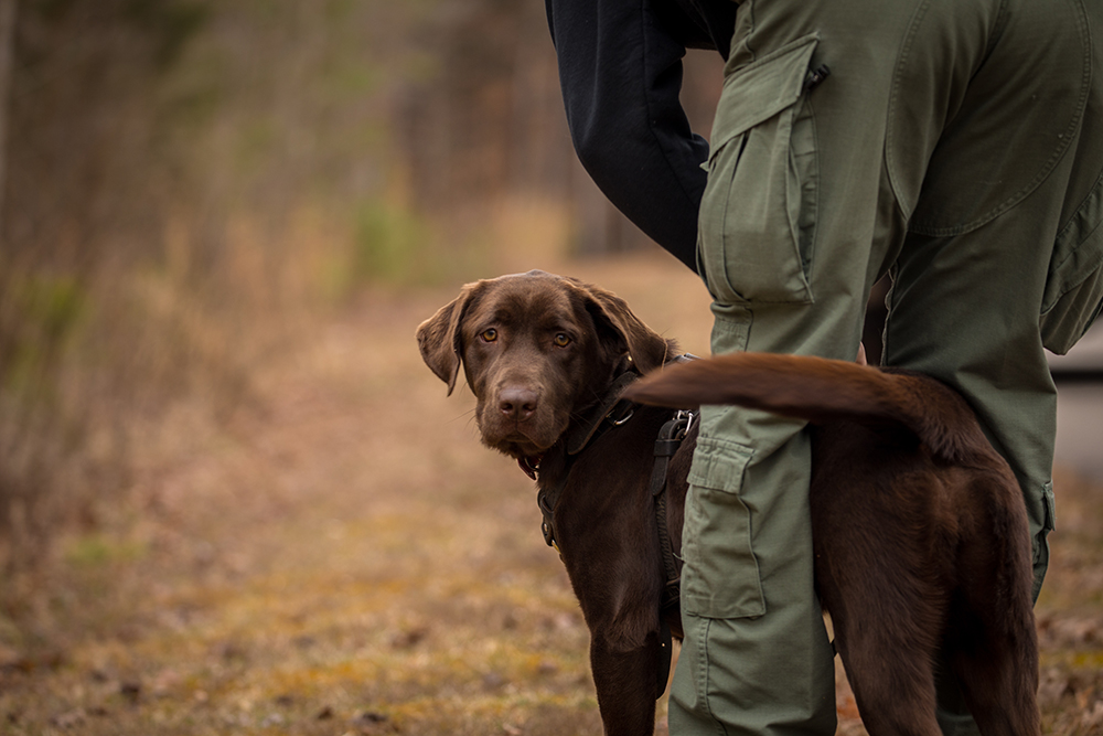 Molly, la labradora de chocolate, esperando junto a Wes Billings