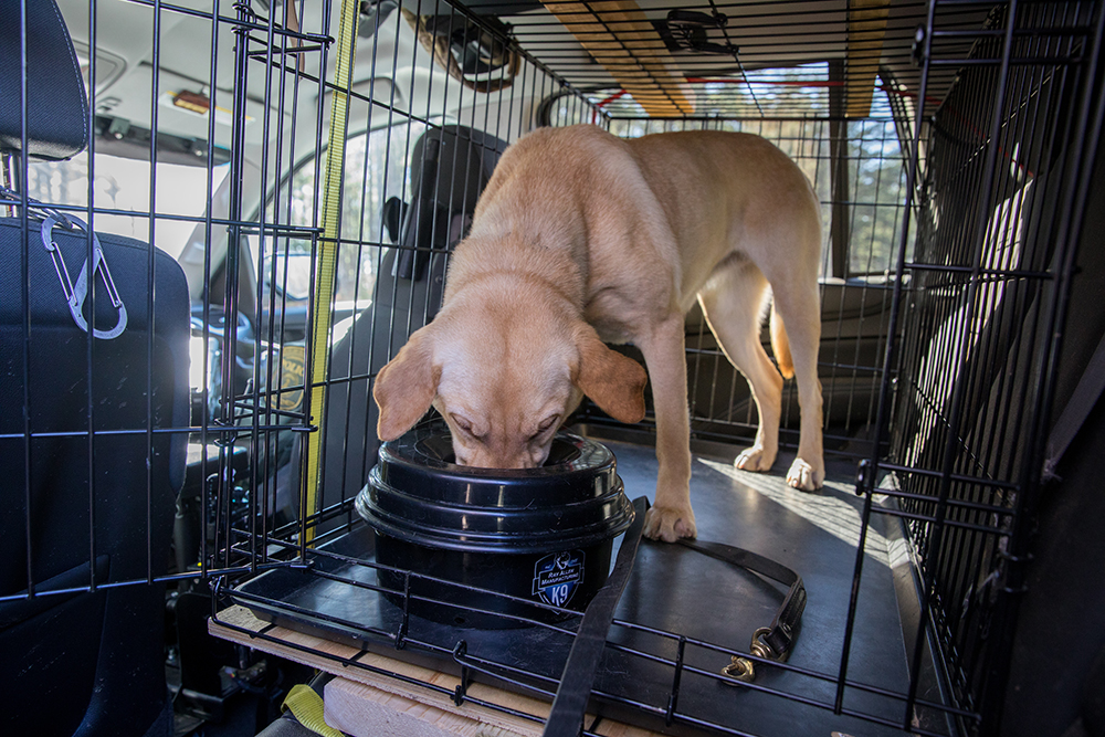 Lili, la labradora amarilla, tomando una copa en su jaula después de un ejercicio de entrenamiento