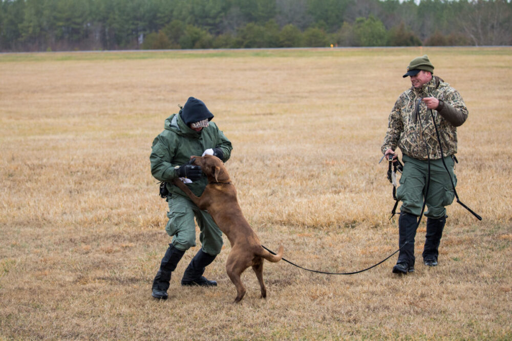 Una imagen de un hombre jugando con un labrador de chocolate llamado Reese después de un exitoso ejercicio de entrenamiento 