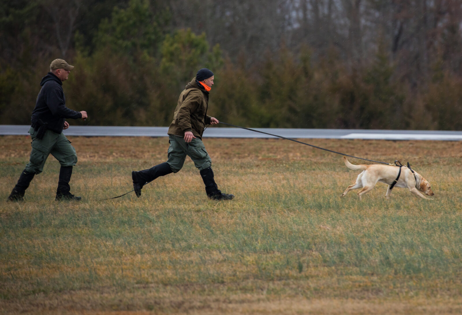 Una imagen de dos personas corriendo un labrador amarillo llamado Lilly a través de un campo en una carrera de práctica de seguimiento