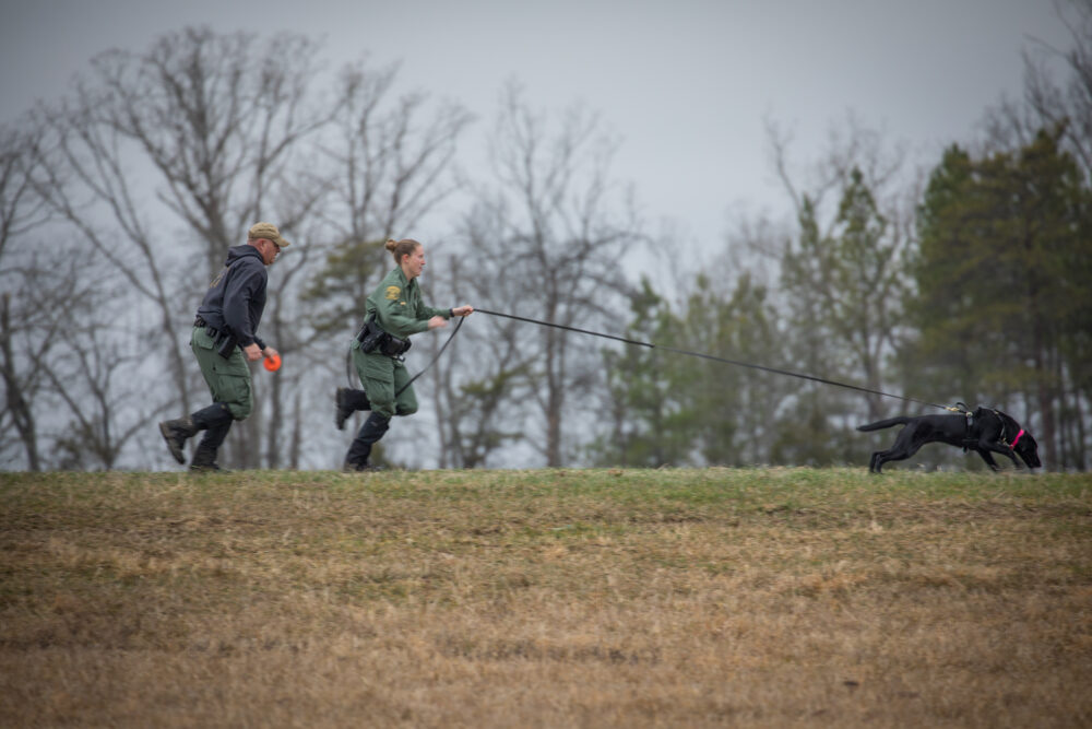 Una imagen de dos personas corriendo con un labrador negro llamado Grace en un ejercicio de entrenamiento 