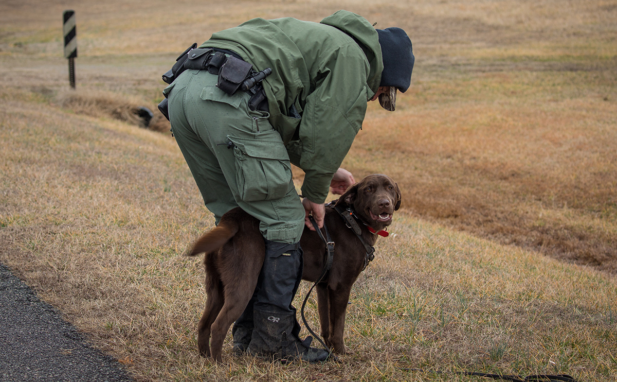 Una imagen de un hombre colocando un labrador de chocolate llamado Molly en su arnés de rastreo para hacer ejercicio