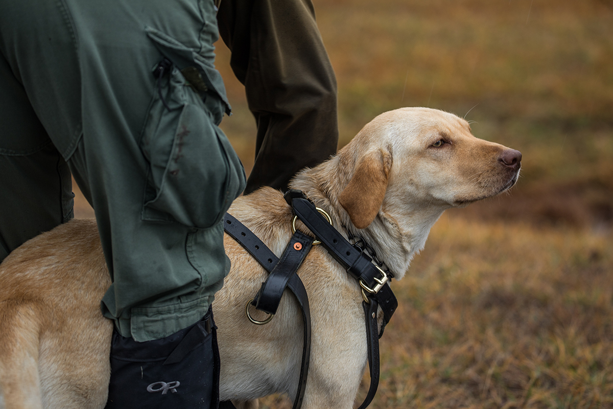 Lily espera pacientemente mientras le colocan el arnés de rastreo.