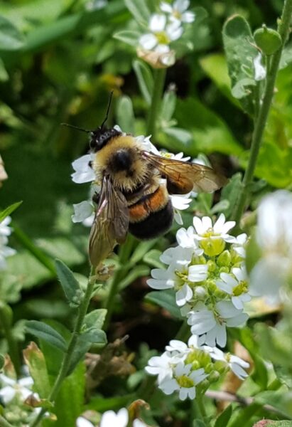Una imagen de un abejorro parcheado oxidado sobre pequeñas flores blancas; Es redonda y peluda como una abeja carpintera con una banda distintiva de color rojo oxidado en el abdomen.