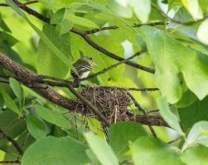 Papamoscas acadiano alimentando polluelos