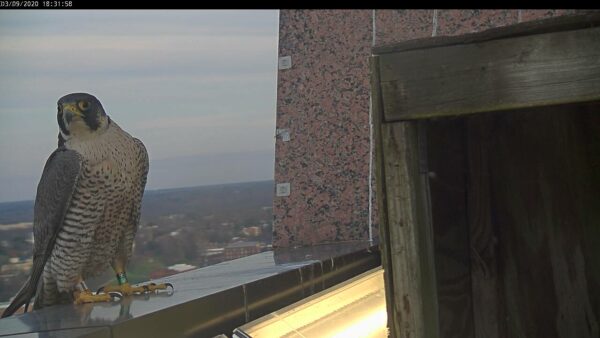 Hembra 95/AK en la repisa