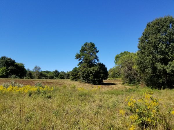 Una imagen de un prado con árboles escasos; Un hábitat ideal para el alcaudón boba