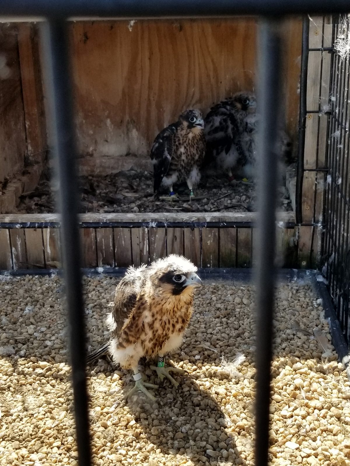 Todos los pollitos regresaron al corral después de que se aplicó la nueva cinta. 'Blanco' es visible en la grava, mientras que 'Azul', 'Rojo' y 'Amarillo' se pueden ver de izquierda a derecha en el cuadro.