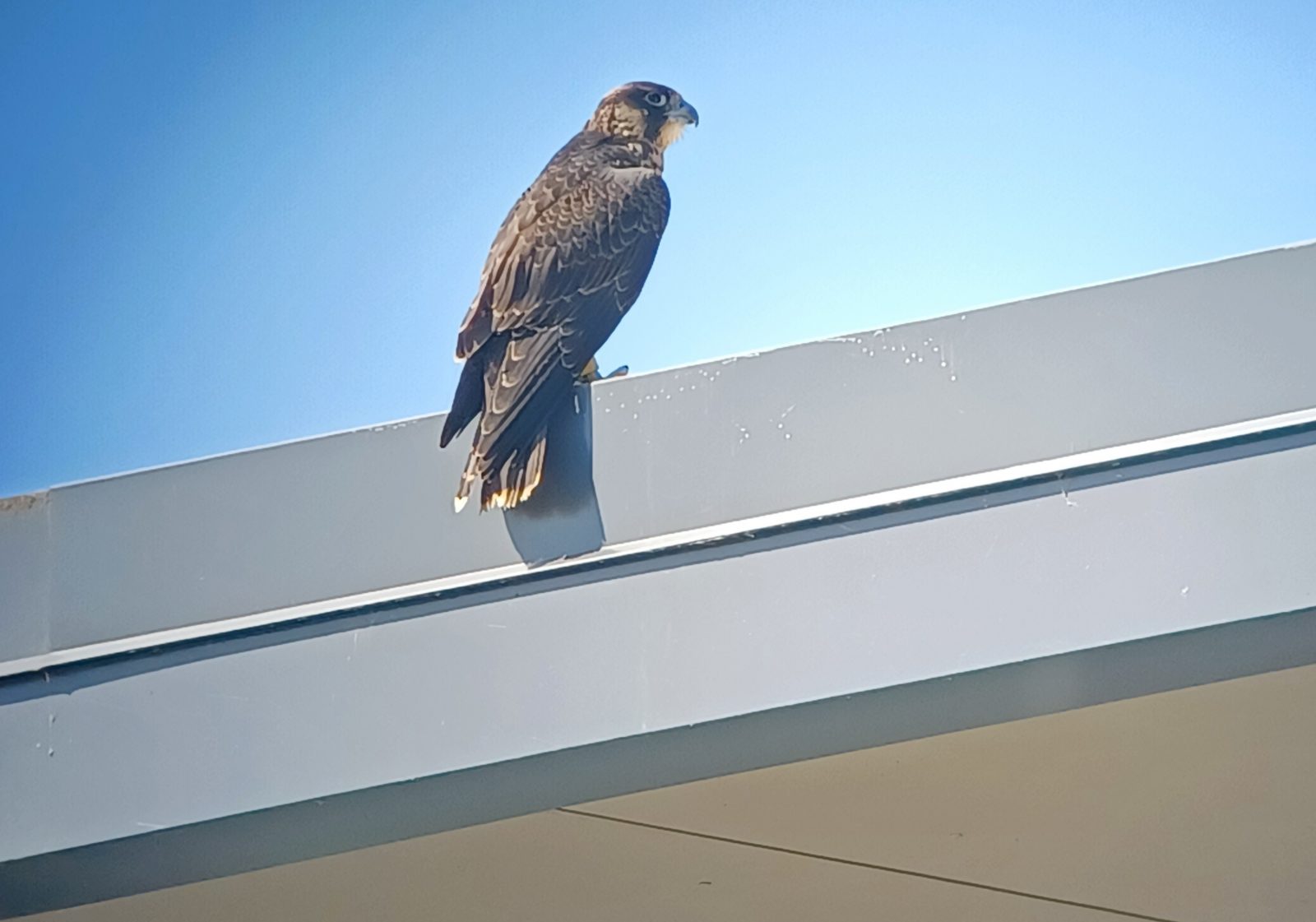 Una imagen de un halcón llamado Amarillo posado en el techo de un edificio