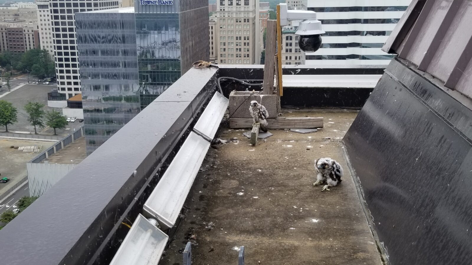Un vistazo a la cornisa donde se encuentra la caja nido: se pueden ver dos polluelos antes de la captura, uno de los cuales está posado en la base de la cámara. Un objeto de presa (cuco de pico amarillo) ha sido almacenado por los adultos y es visible en la cornisa detrás de la cámara.