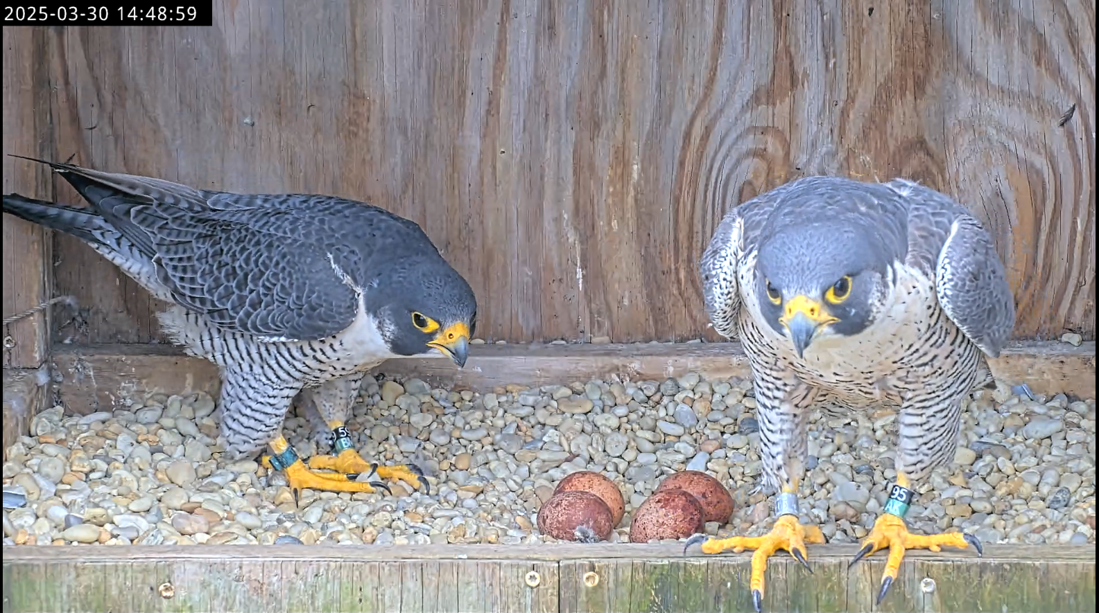 Dos halcones en una caja de madera con grava en el suelo con cuatro huevos.