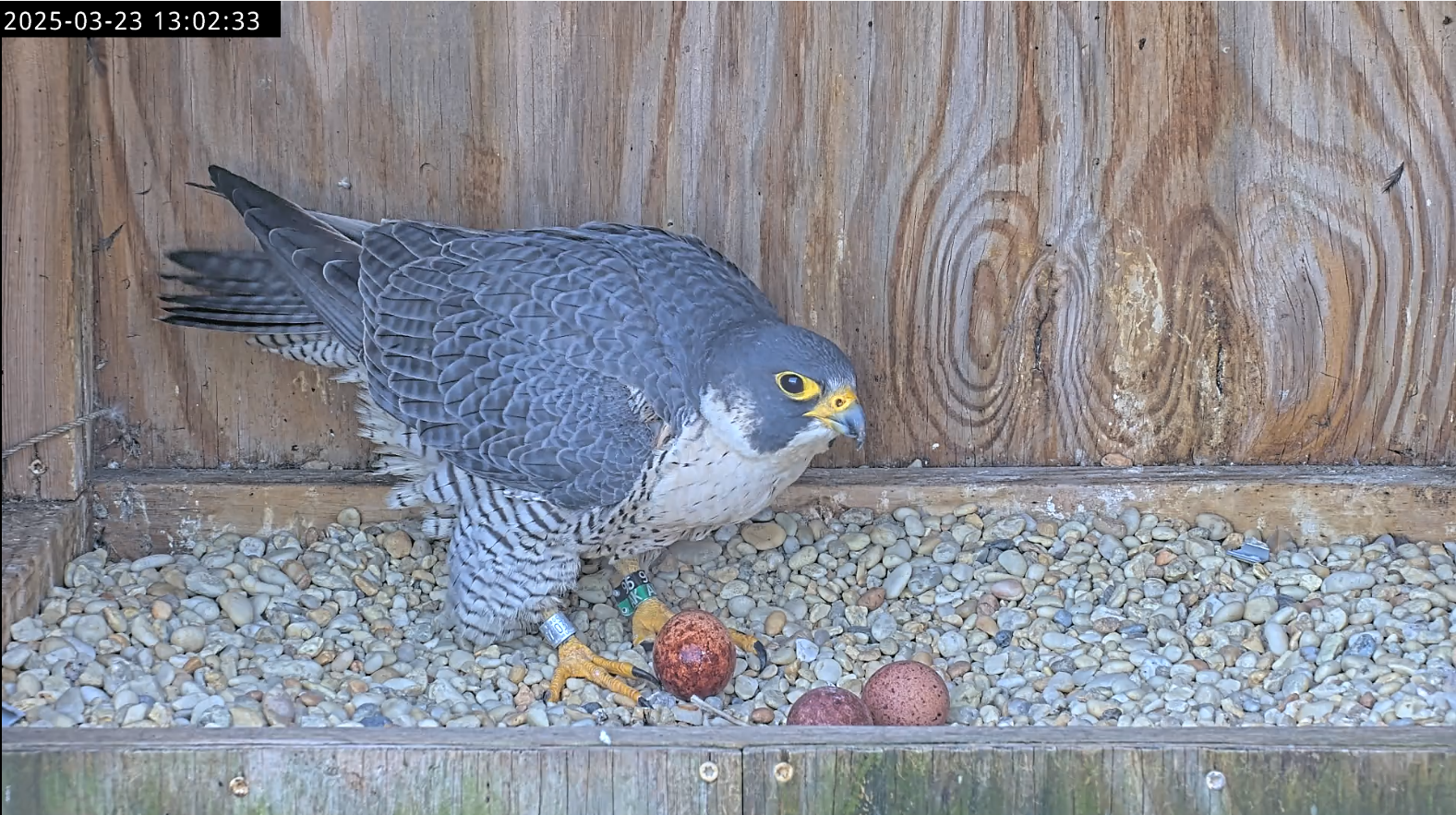 La hembra de halcón de Richmond, 95/AK, segundos después de poner su tercer huevo el domingo 23de marzo.