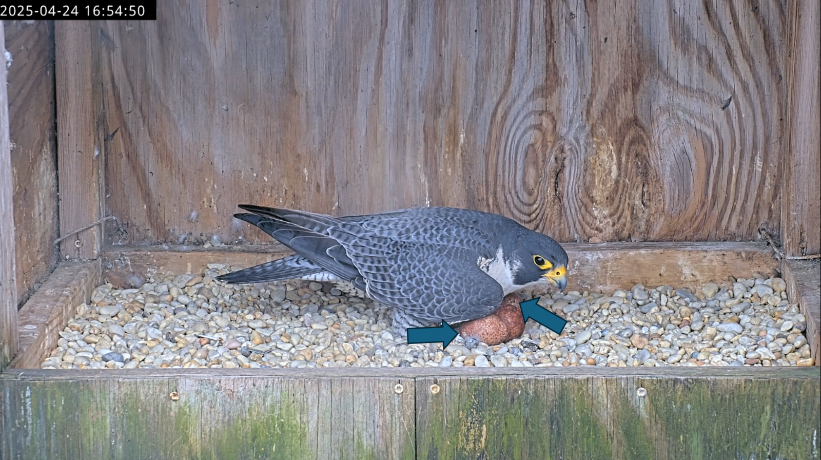 Las pepitas de los huevos están indicadas por flechas azules que apuntan hacia él.