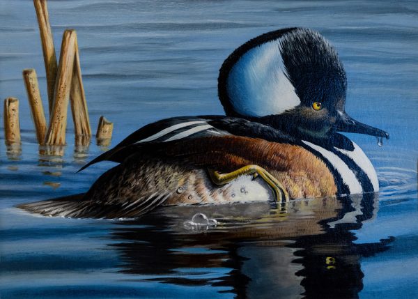 Obras de arte del Sello de Conservación de Aves Acuáticas Migratorias de Virginia 2026–2027