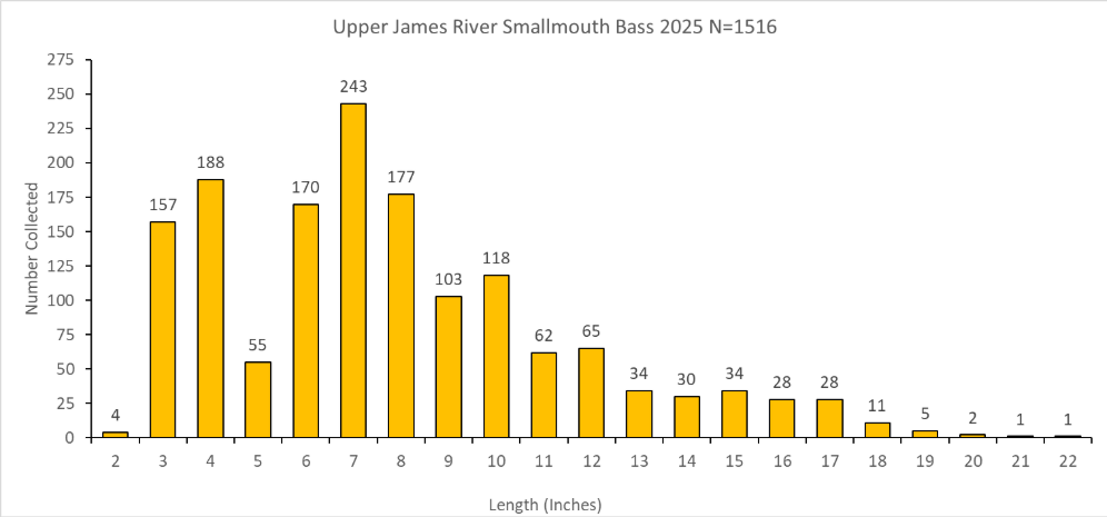 Gráfico de barras longitud-frecuencia para la lubina de boca pequeña del río James superior recogida en 2025.
