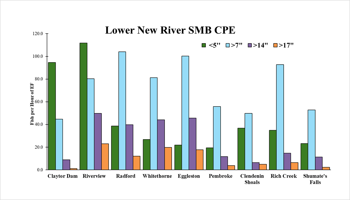 Gráfico de barras de las tasas de captura 2025 de black bass de cabecera en el río Bajo New River en otoño por sección y clase de tamaño.