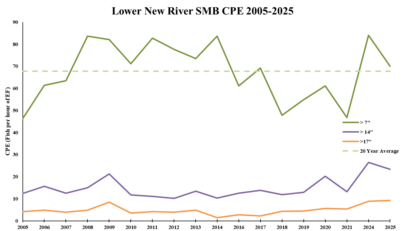 Gráfico lineal de las tasas de captura de black bass del Lower New River por clase de tamaño desde 2005 hasta 2025.
