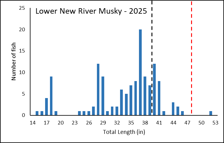 Gráfico de barras longitud-frecuencia para musky muestreado en el Bajo Río New en 2025.