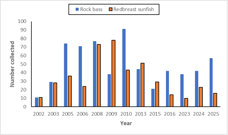 Gráfico de barras que compara la lubina de roca y el pez sol de pecho rojo recolectados por año en el North Fork Holston River.