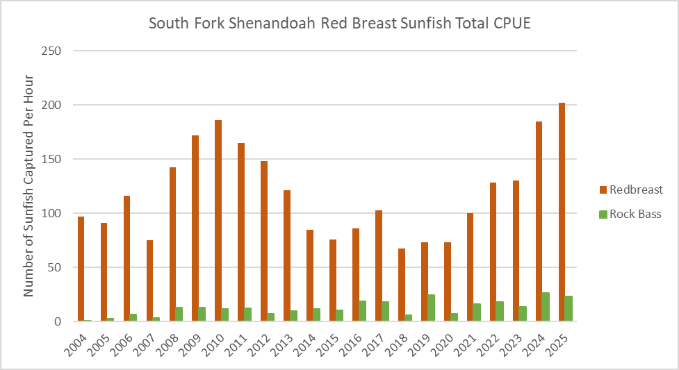 Gráfico de barras de la captura total por unidad de esfuerzo de perca sol y perca de roca en el río South Fork Shenandoah por año.
