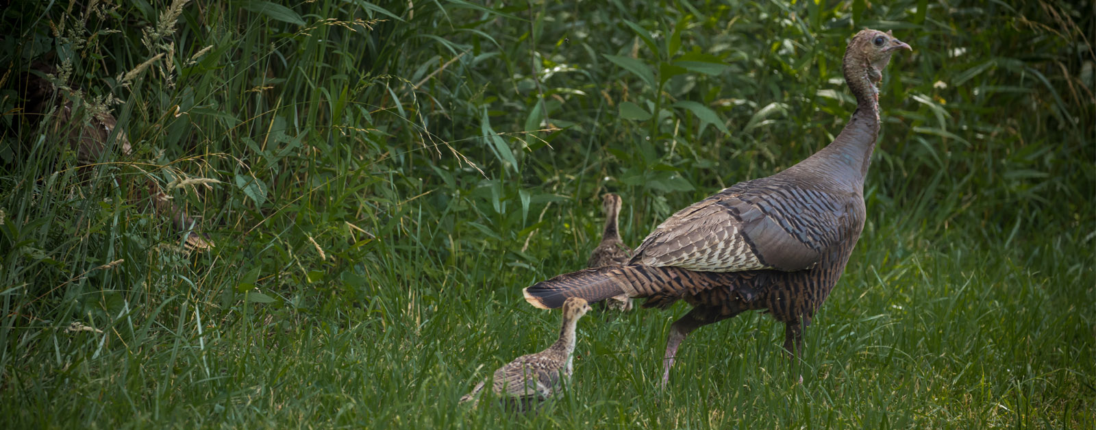 Una foto de una gallina salvaje caminando por la hierba con dos pavos jóvenes con ella.