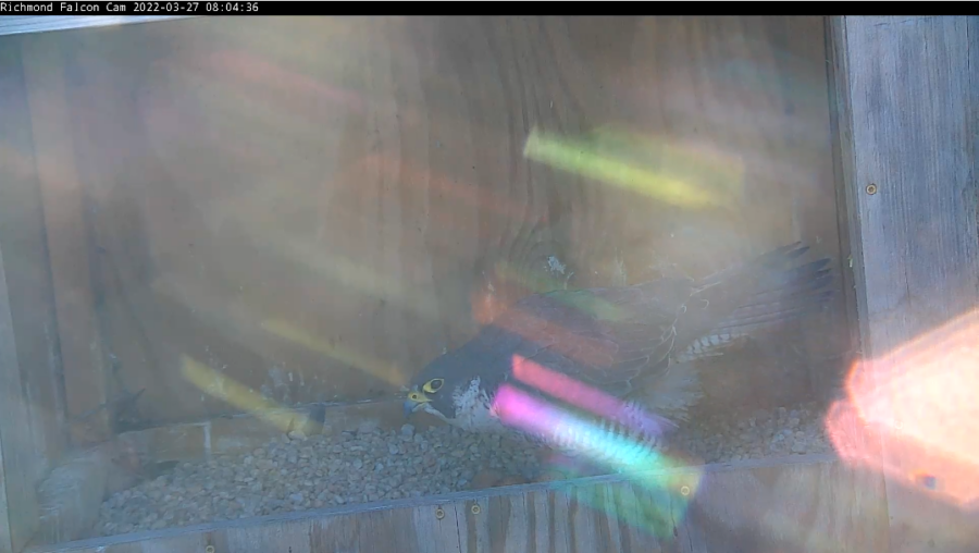 La hembra de halcón y tres huevos.