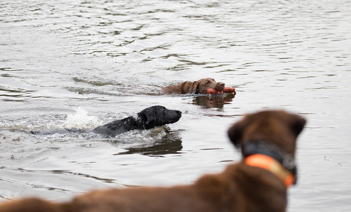 Los perros jugando en el agua con sus juguetes juntos