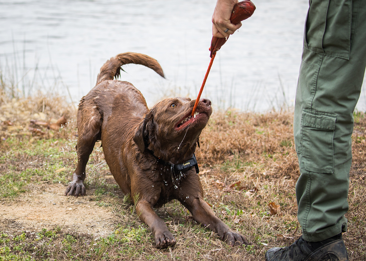 Bruno jugando con su oficial, es importante que el entrenamiento siga siendo divertido y atractivo para los perros