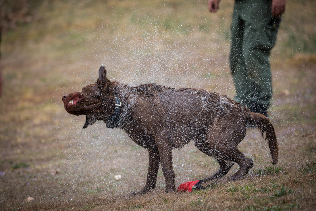 Bruno sacudiéndose el agua en la piel después de darse un chapuzón en el río