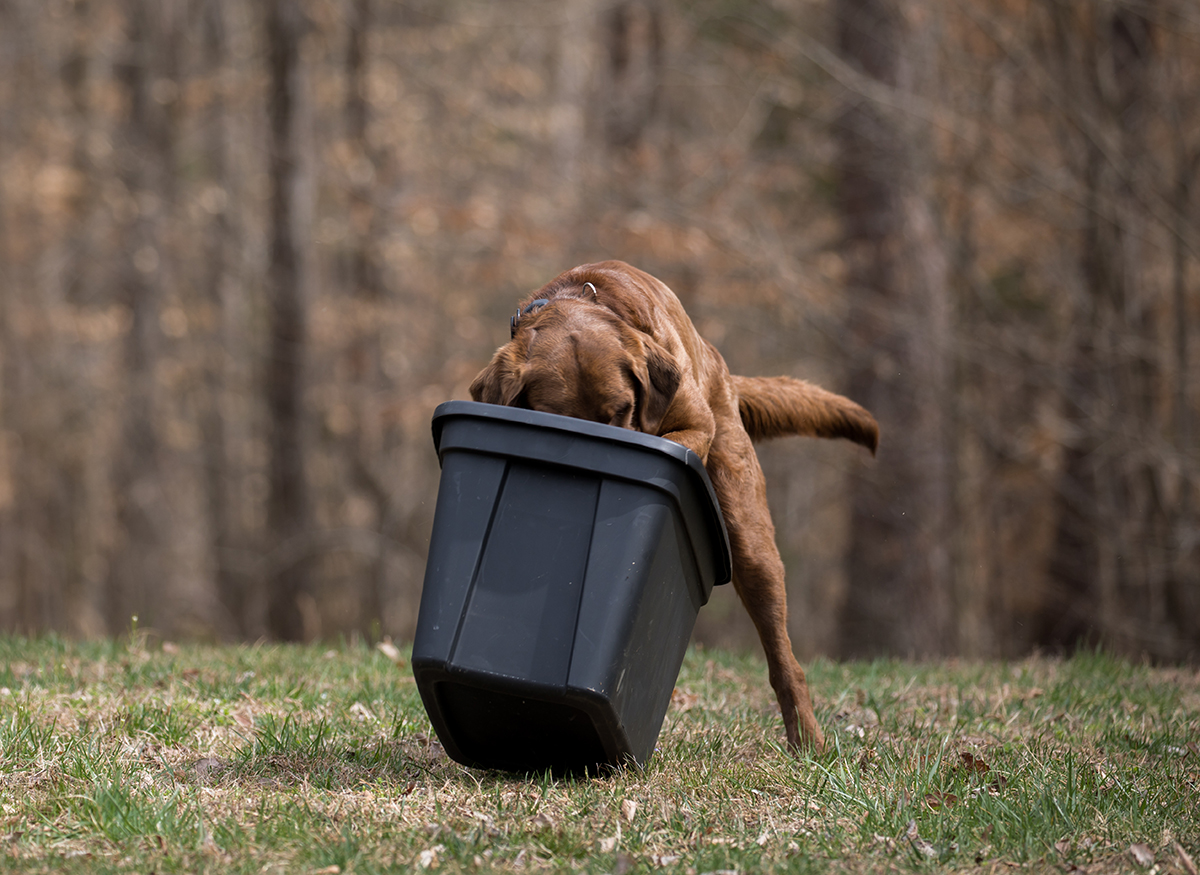 El entusiasmo de Bruno por hacer el trabajo se muestra cuando detecta carne de animales silvestres en el contenedor.