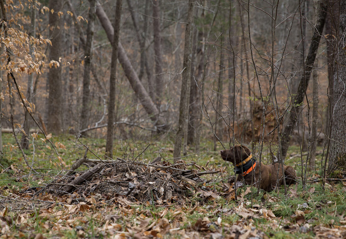 Reese alertando sobre su hallazgo.