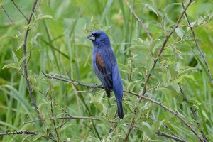 Imagen de un picogrueso azul en una rama