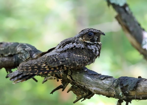 Nota: esta es una imagen de Flickr Creative Commons, y debe ser acreditada a Tom Murray - https://flickr.com/photos/tmurray74/ - 