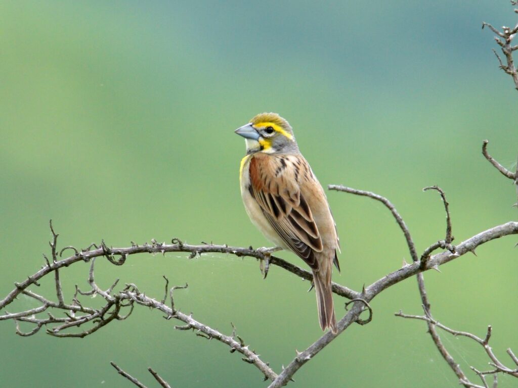 Una imagen de un dickcissel cantando en una rama